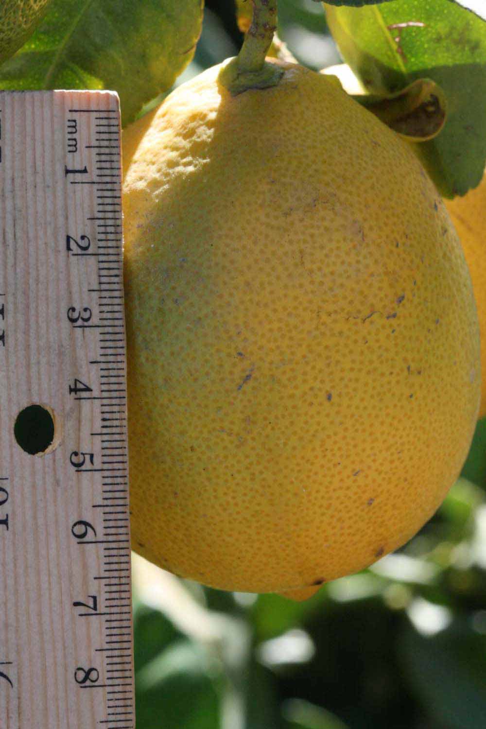            Fruit (Riverside, CA)   